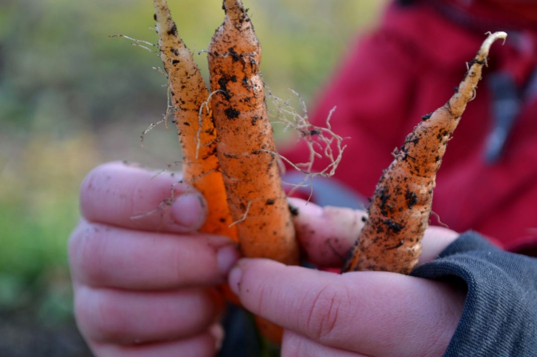 Tre späda morötter i ett barns hand. 