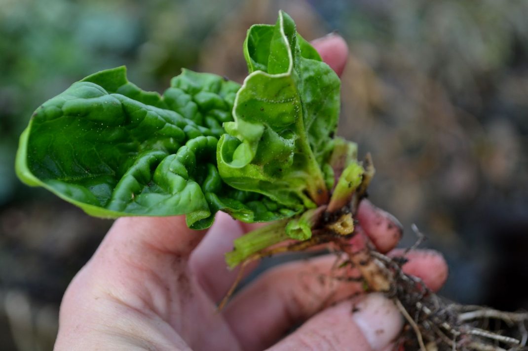En planta av spenat i handen. Transplanting spinach, a plant in my hand. 