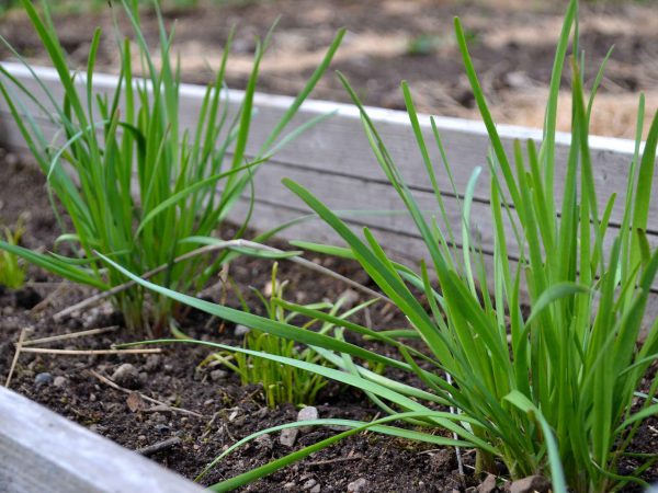 Plantor av kinesisk gräslök i en odlingslåda.