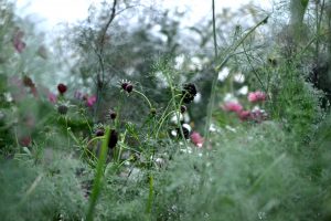 Grönsaker och blommor i köksträdgården.