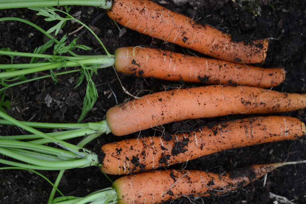 En bunt sommarmorötter mot svart jord. Growing carrots all year round, a bunch of carrots against the black soil. 
