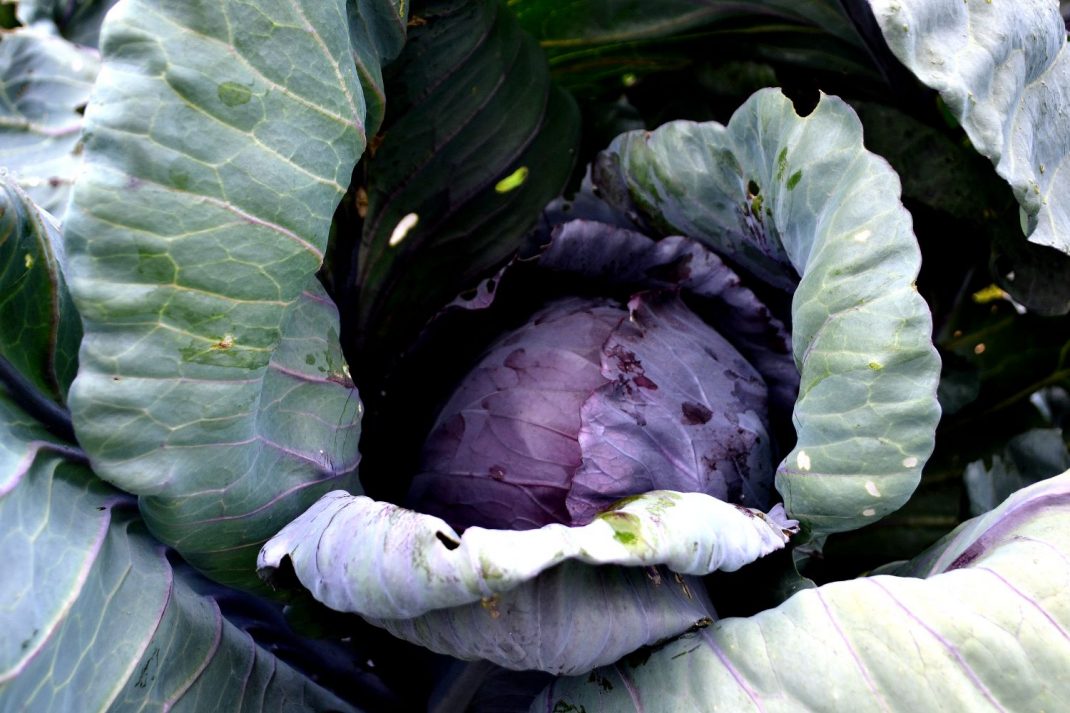 A lovely red cabbage head in a garden bed. 