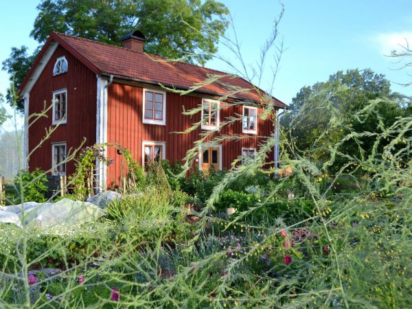 En vacker köksträdgård framför ett rött trähus.