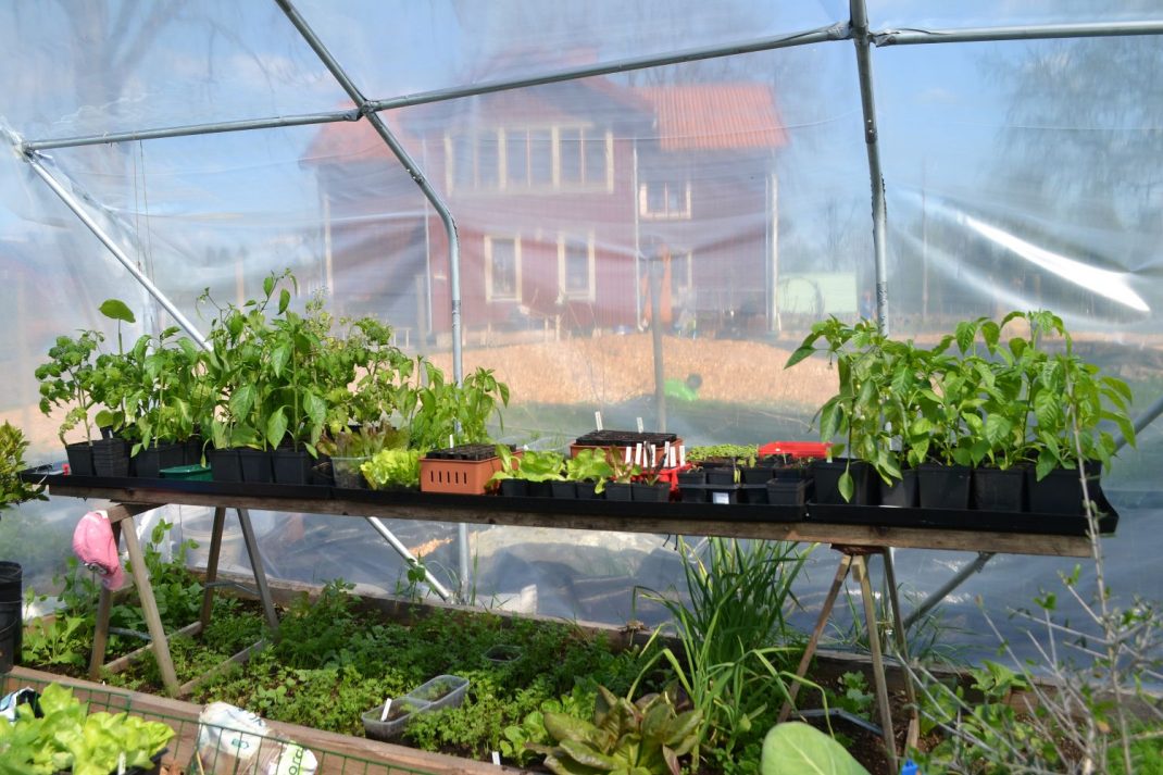 Fullt med land och grönsaker i tunnelväxthuset.