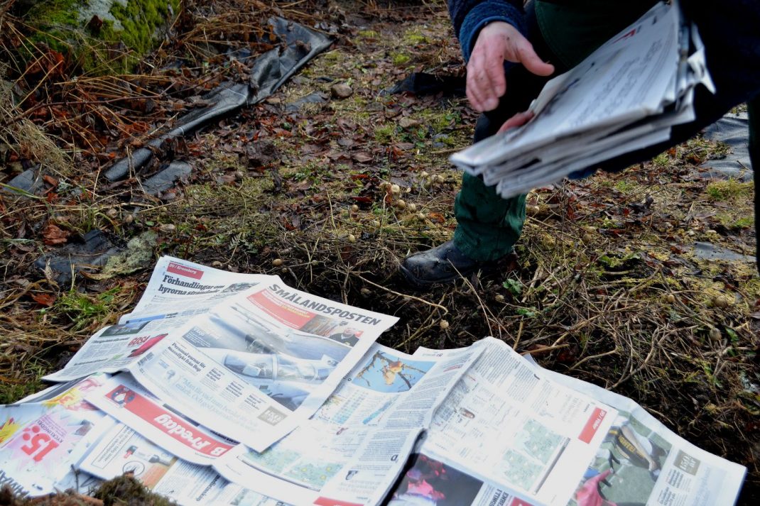 Tidningar läggs på en orensad odlingsbädd.