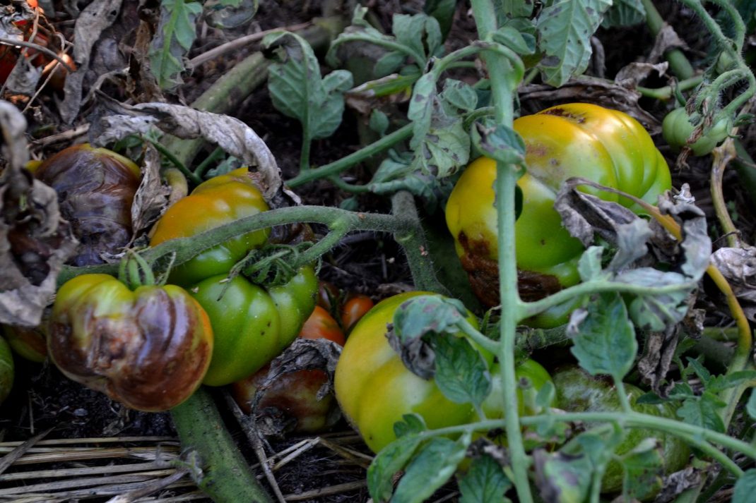 Tomater som ruttnar efter att ha drabbats av potatisbladmögel.