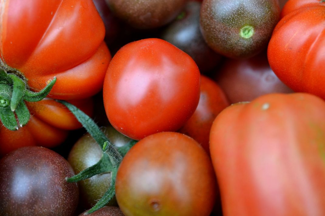 Tomater i olika storlekar och former i närbild.
