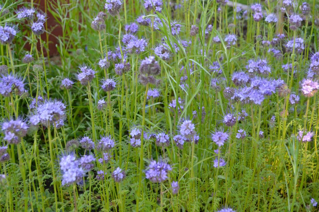 Ett område med blå blommor i köksträdgården. Alternatives to manure, blue flowers in my kitchen garden.