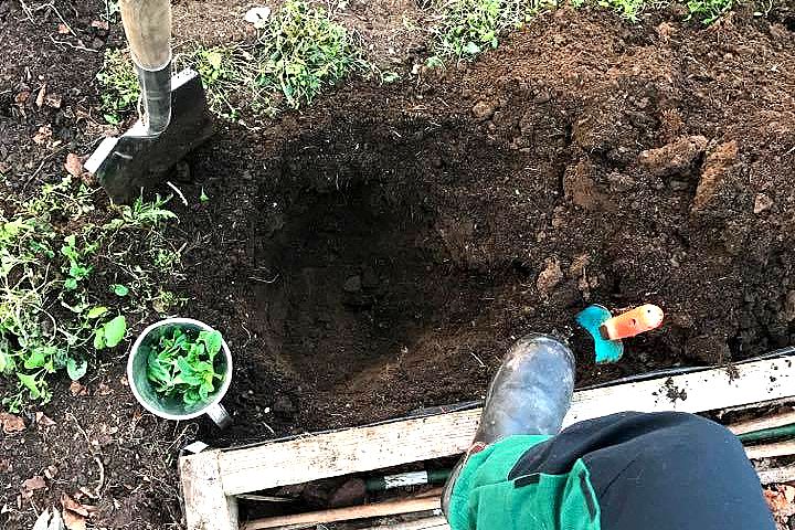 En grop grävd i jorden i tunnelväxthuset. 