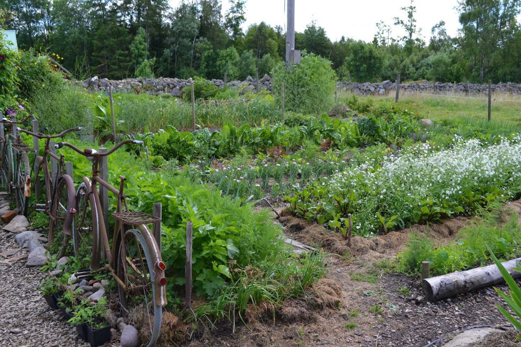 Vy från köksträdgården i juli. Alternatives to manure, view from my kitchen garden in July.