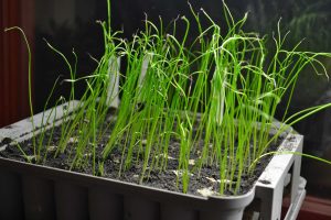 Späda purjolöksplantor i en pluggbox.