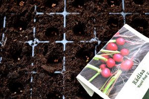 Rädisfröer i jord i ett pluggbrätte.