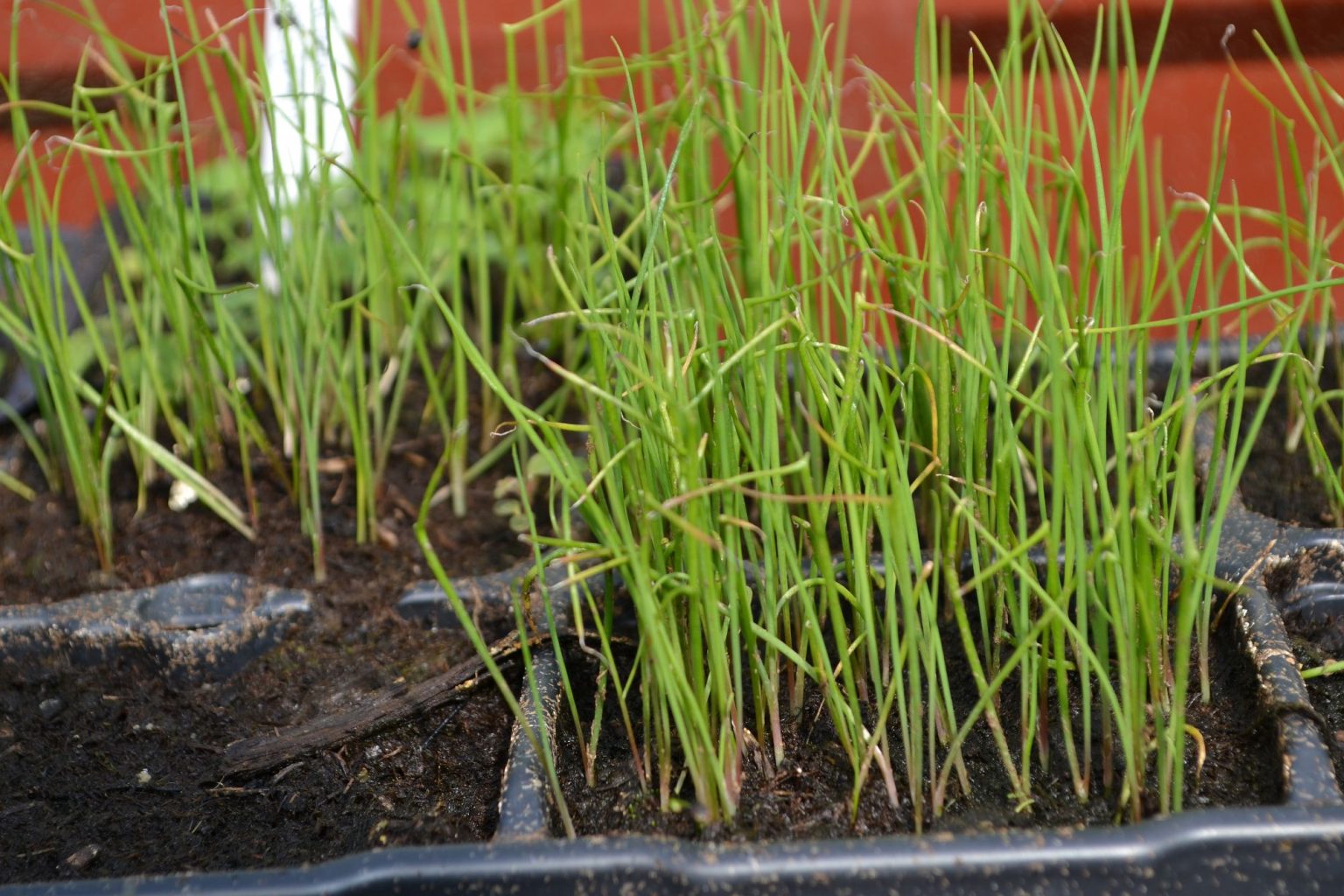 Odla lök: Så lyckas du med att odla lök från frö hemma