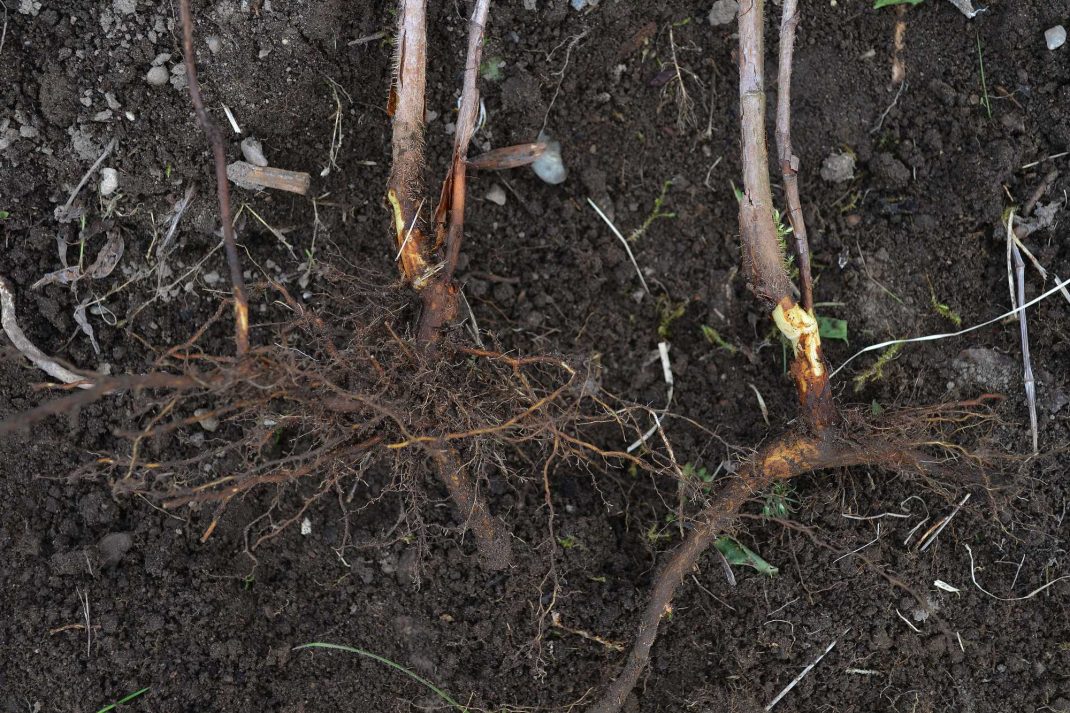 Två hallonskott med rotdelar ligger på jorden. How to propagate raspberries. 