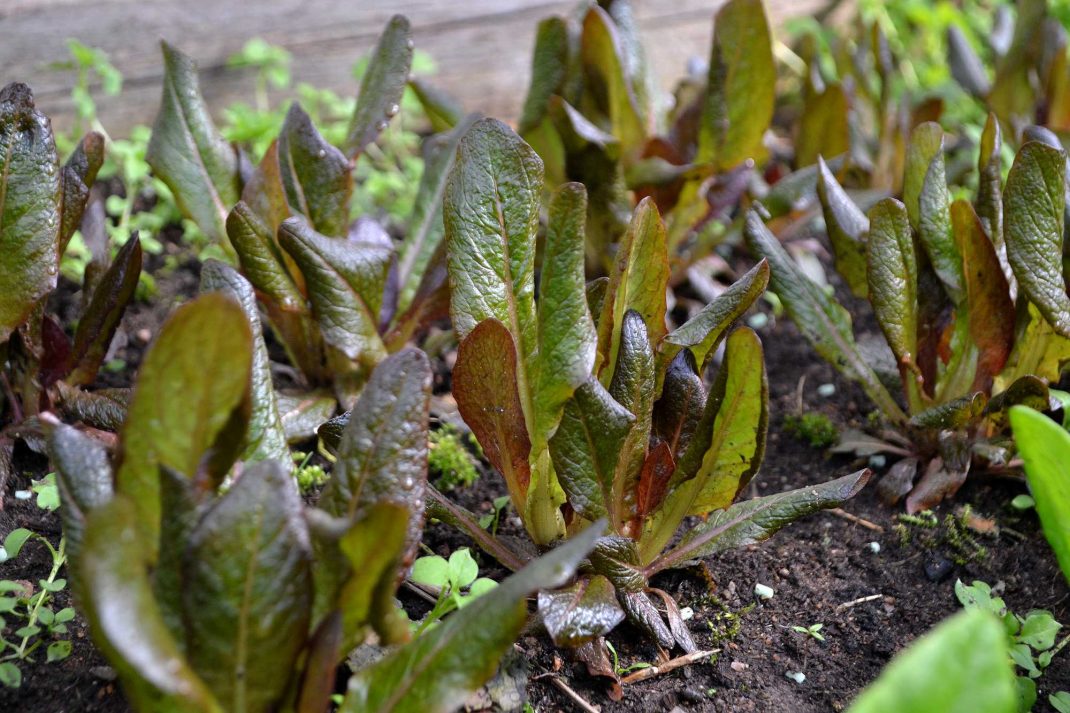Salladsblad med rödaktig färg. Overwintering lettuce. 