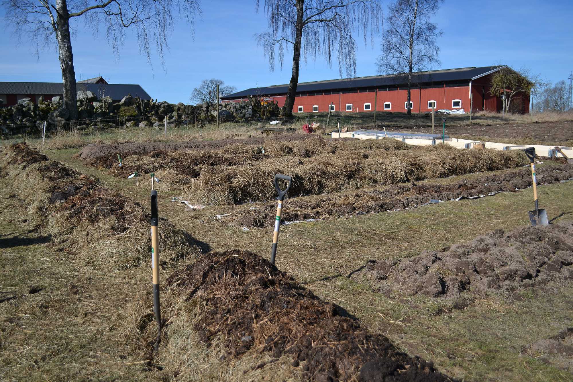 Blivande köksträdgård med odlingsbäddar.