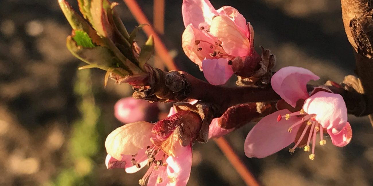 En närbild på rosa persikoblommor.
