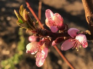 En närbild på rosa persikoblommor.
