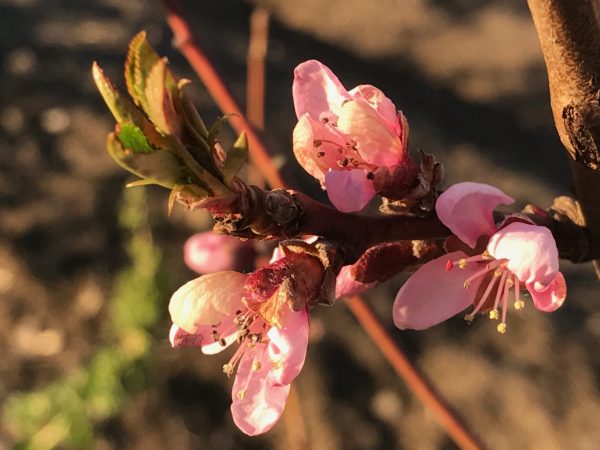 En närbild på rosa persikoblommor.