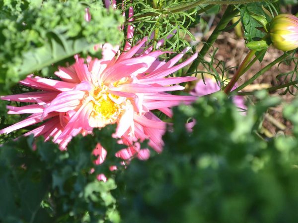 En rosa sommarblomma bland stora grönkålsblad.