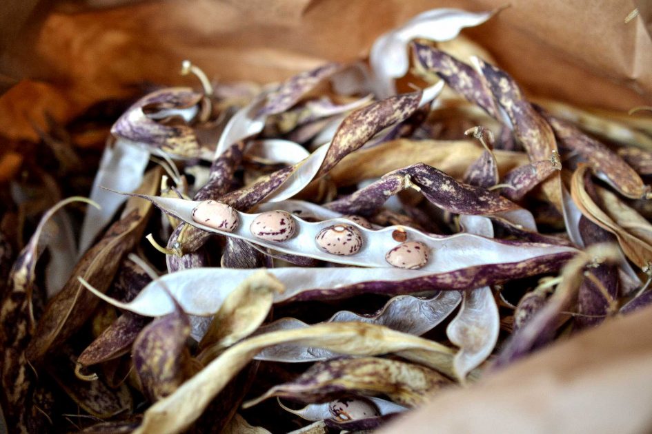 Storing dried beans at home Sara's Kitchen Garden