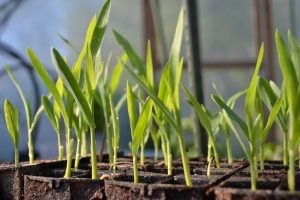 små pluggplantor av majs