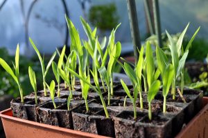 Små majsplantor i ett litet tråg.