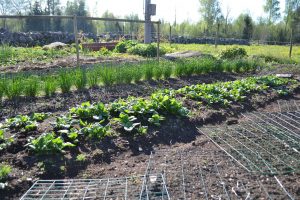 Köksträdgården i vårljus med grönskande spenat och gräslök.