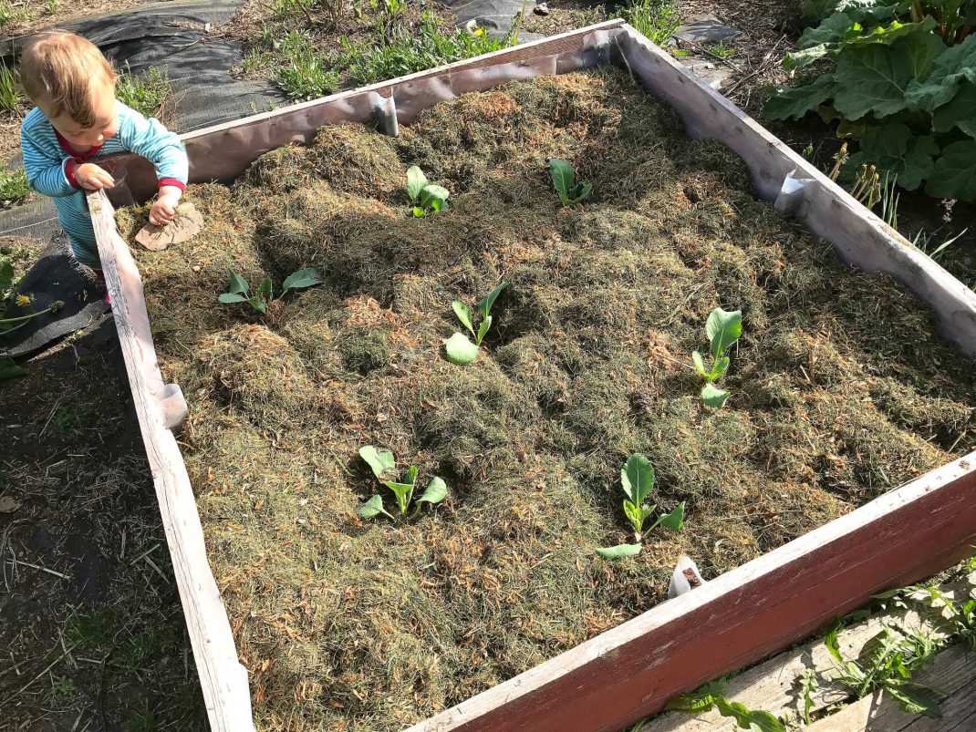 en plantering av kålplantor