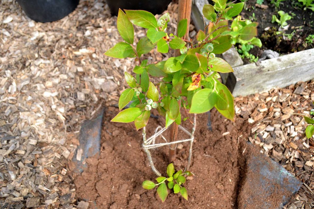 En planterad blåbärsbuske
