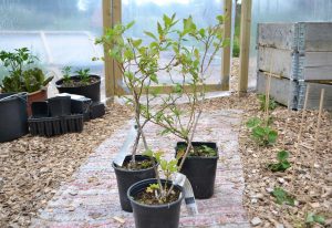 Blåbärsbuskar i kruka på en matta i tunnelväxthuset.