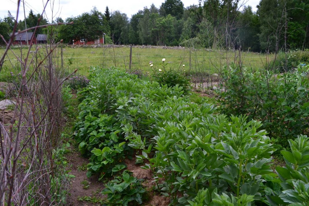 Höga bönor i mitten av bädden och låga jordgubbsplantor bredvid. Companion planting with strawberries, tall plants. 