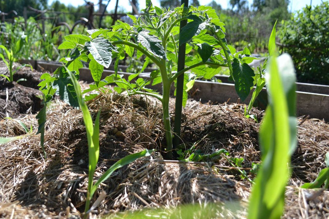 En fin knubbig tomatplanta på friland i täckodling.