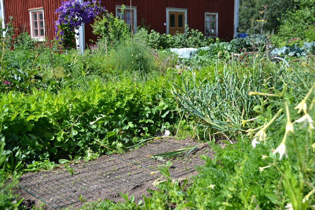 Köksträdgården i högsommarskrud. Companion planting with strawberries, the kitchen garden. 