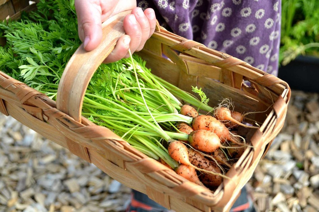 En liten barnhand bär en korg med små morötter. Winter-sown baby carrots, a basket with little carrots. 
