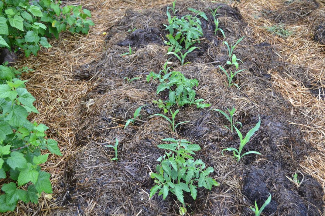 En täckodlad bädd med små gröna plantor. Companion planting corn and tomatoes 