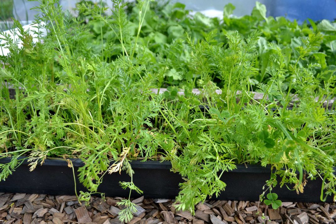 En balkonglåda fylld med grön morotsblast. Wnter-sown baby carrots, carrots in a balcony planter. 