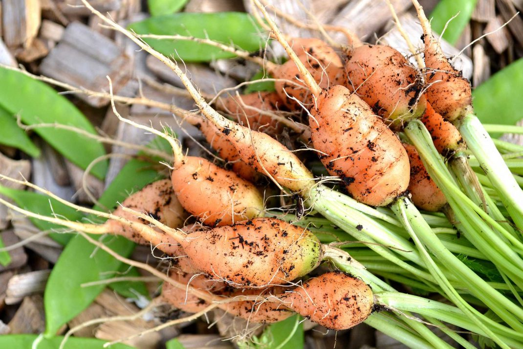 Morötter och sockerärter ligger på träflis. Winter-sown baby carrots, carrots and sugar snap peas. 