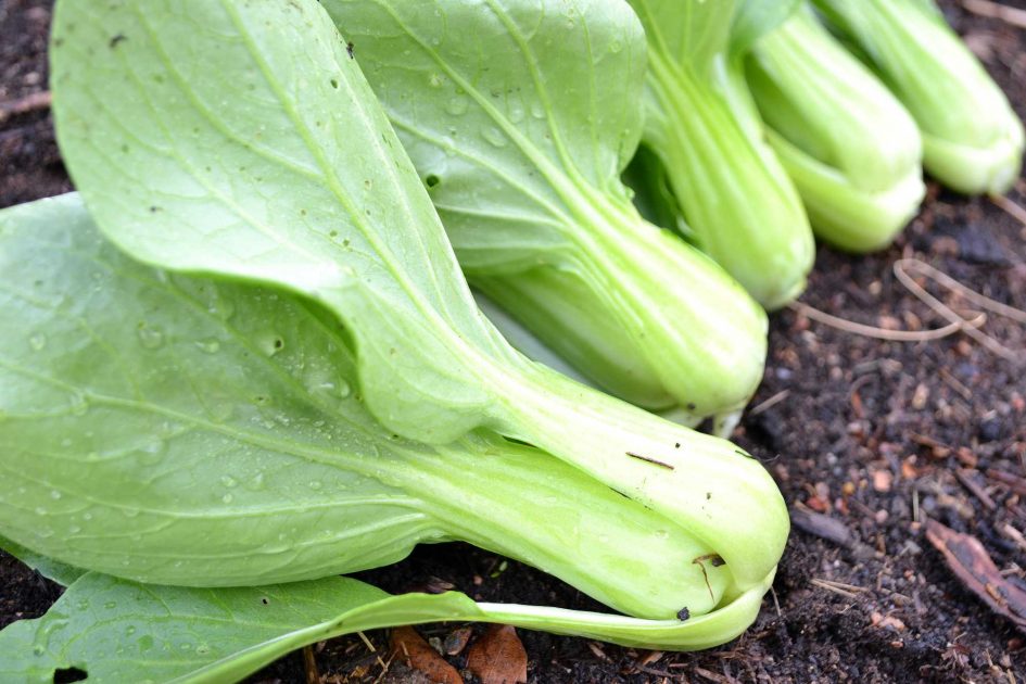 How to grow baby bok choy (pak choi) – Sara&amp;#39;s Kitchen Garden