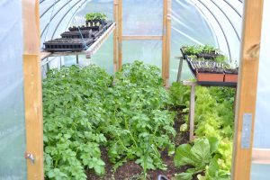 Potatisblasten står hög i tunnelväxthusset.