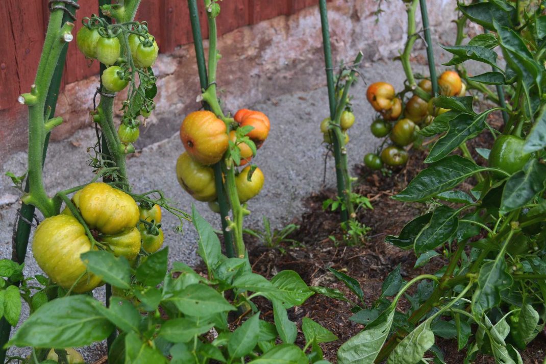 En tomatplantering längs en husvägg. Tomato plants against a wall.