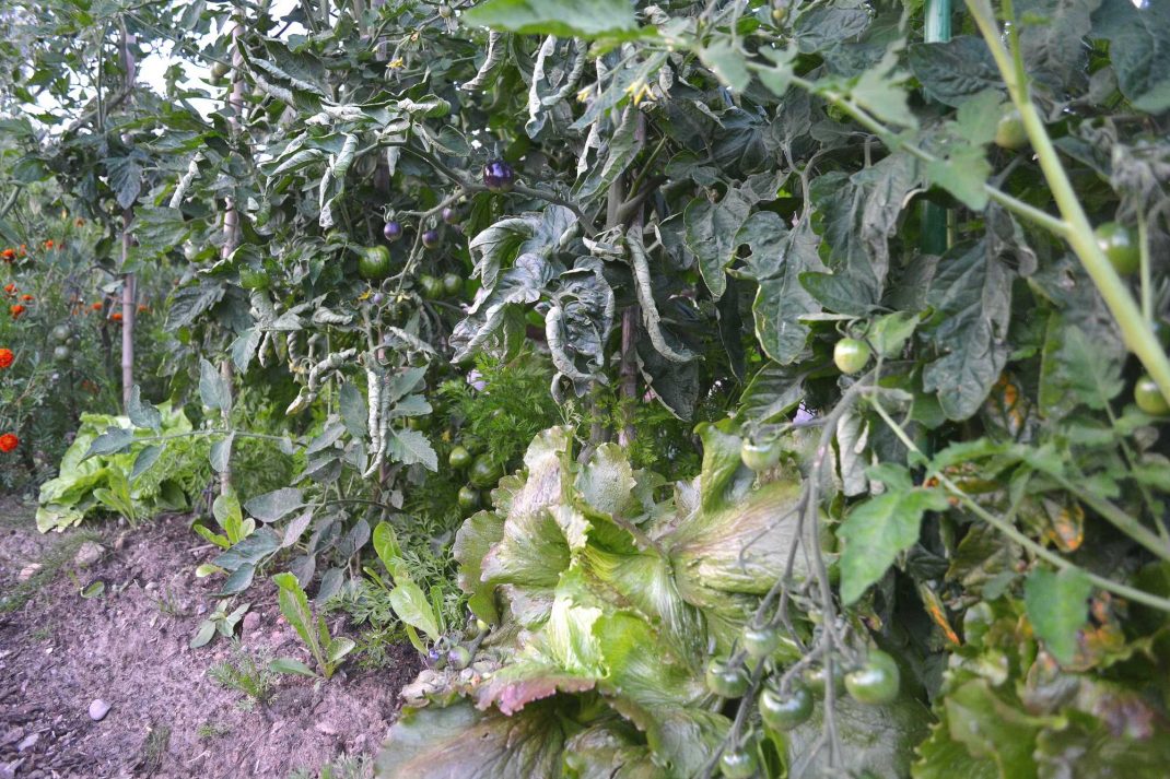 Höga tomatplantor och under dem växer huvudsallat. 