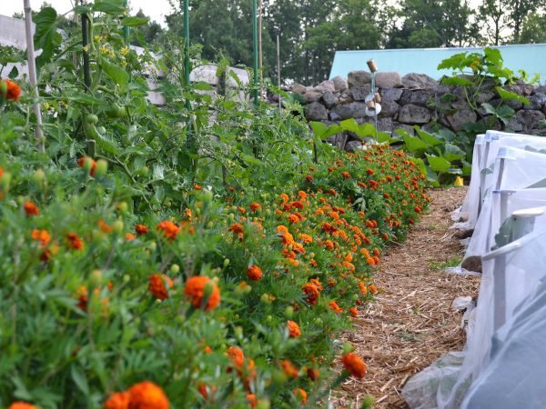 Tagetes ramar in tomatplantor i en djupbädd.