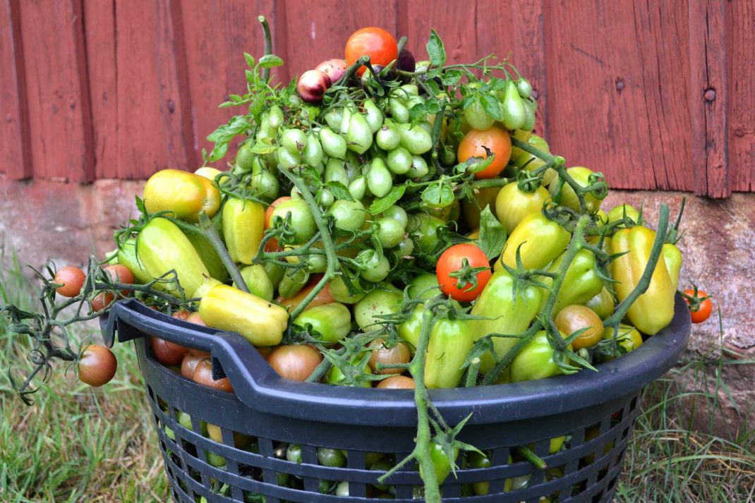 En trädgårdskorg överfull av tomater. 