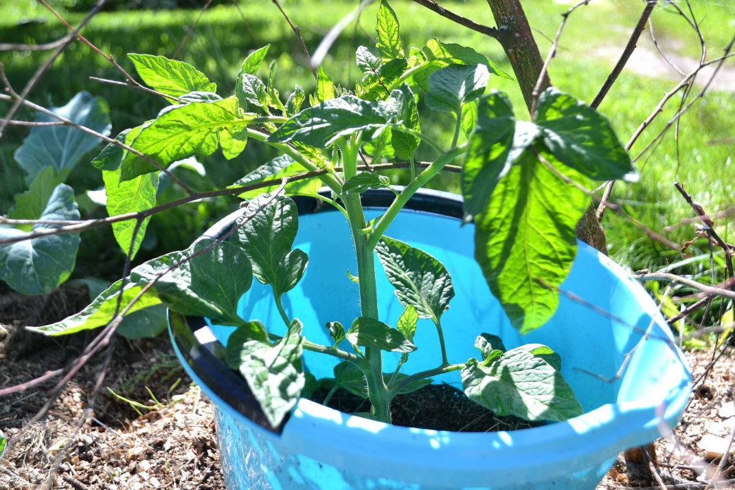 En tomatplanta växer i en blå hink. 