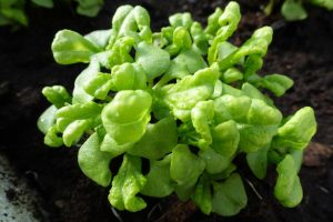 En planta basilika i närbild.