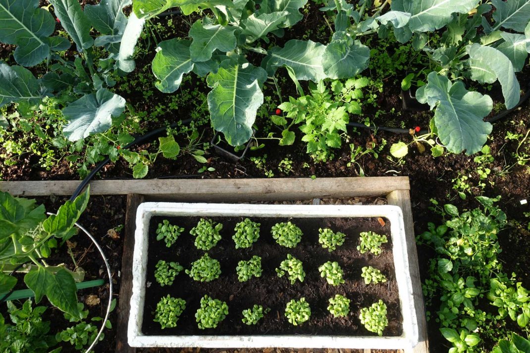 Grönsaker i tunnelväxthuset och en frigolitlåda på marken med små plantor i.