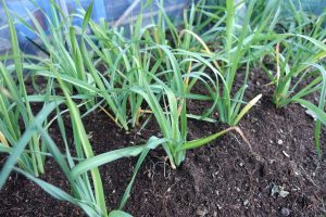 Många plantor på liten yta.