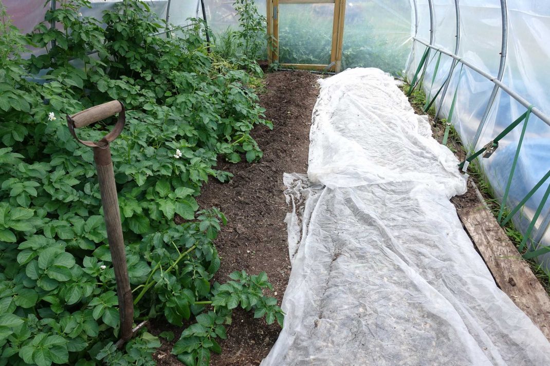 Inifrån tunnelväxthuset där potatis växer i ena bädden och den andra bädden är täckt med fiberduk. 