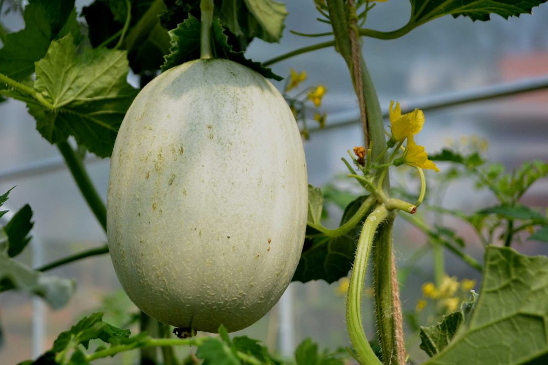 En melon hänger på en planta.